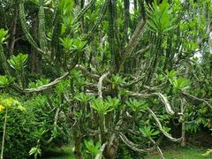 -中国科学院西双版纳热带植物园