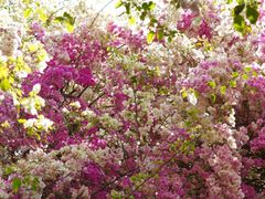 -深圳国际园林花卉博览园