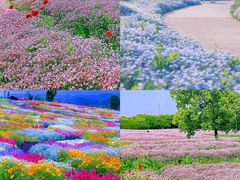 -花开海上生态园