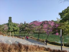 -深圳湾公园(南山区)