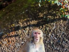 -龙岩梅花山虎园