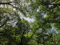 -牛背梁国家森林公园