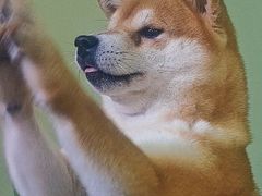 -柴源莊·柴小宠柴犬咖啡