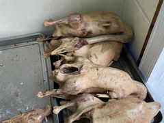 -正宗忘不了老鹅(梅岭店)