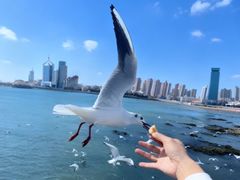 -山海菜馆·海肠捞饭·青岛菜(栈桥店)
