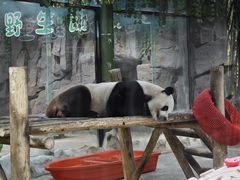 -栾川竹海野生动物园