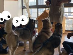 -Husky Go! 哈士奇体验馆·宠物咖啡厅狗咖