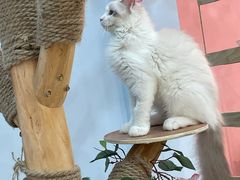 -喵宠乐园·撸猫互动·猫舍