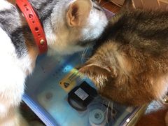-李小姐の猫咖啡馆(五角场店)