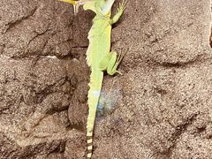 -上海大自然野生昆虫馆