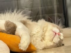 -贝康宠物医院·犬猫全科·小动物特色诊疗中心(东环路店)