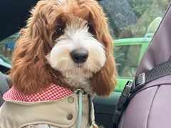 -帕帕拉兹宠物(亚洲旗舰店)