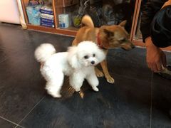 -Goku PET SHOP宠物视觉生活馆(双井店)