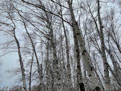 -塞罕坝国家级自然保护区