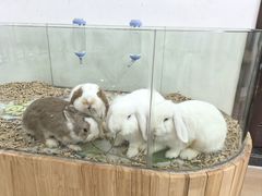 -三亚亚龙湾人间天堂鸟巢度假村