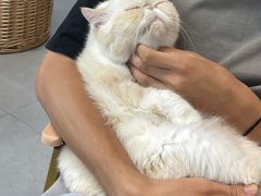 -Heymao猫咖.咖啡厅(东门店)