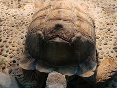 -上海大自然野生昆虫馆(东方明珠·爬宠昆虫探索中心)