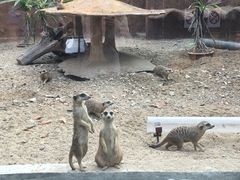 -清迈夜间动物园