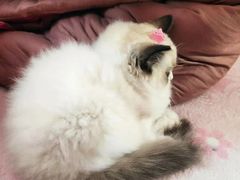 -东方名猫馆·英短金渐层布偶猫舍(环线广场1号楼店)