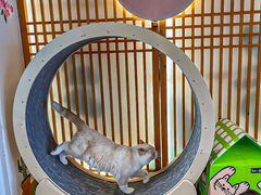 -猫小主咖啡·猫咖cat cafe(福田店)