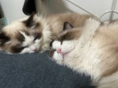 -猫十亿·布偶金渐层·曼基康矮脚猫舍(青年路店)