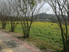 -红山村