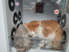 -安安宠医·安宠宠物医院