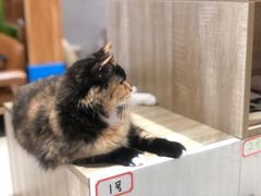 -藏猫猫咖啡主题馆(中央大道店)