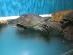 -粤秀小厨·广式早茶(辽宁路店)