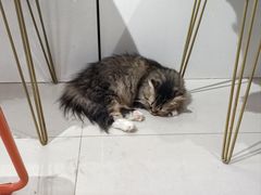 -平行世界·猫咖(首经贸店)