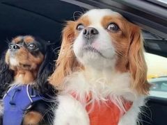 -萌宠之家·腊肠犬·马尔泰·小体犬舍