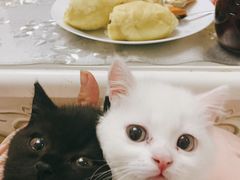 -宠爱国际动物医院· 猫科· 外科·中兽医(长白店)