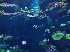 -暹罗海洋世界