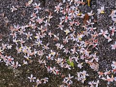 -火炉山森林公园