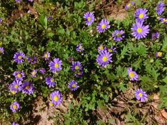 -武汉紫薇都市田园