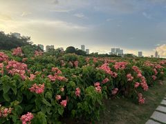 -深圳湾公园(南山区)