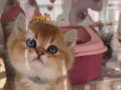 -糯米喵星人总部直营旗舰店·猫舍·幼猫出售