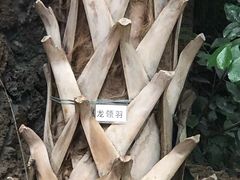 -呀路古热带植物园