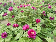 -洛阳市隋唐城遗址植物园