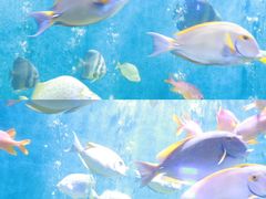-合肥海洋世界