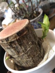 -苗塑堂减肥艾灸