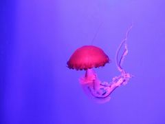 -南昌融创海世界