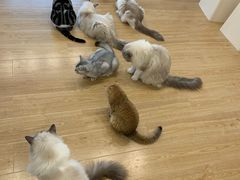 -有喵·猫咖·狗咖·30几只猫10只小狗(岗厦店)