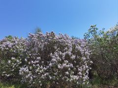 -群力丁香公园