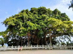 -船政文化景区-罗星塔公园