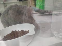 -李小姐の猫咖啡馆(五角场店)