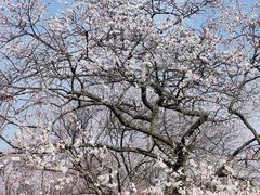 -梅花山(明孝陵内)