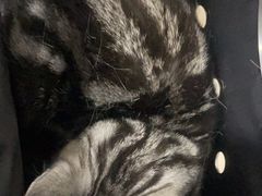 -佳雯宠物医院·皮肤科·内外科(春晓路分院)