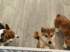 -浣熊柯尔鸭土拨鼠·电玩咖