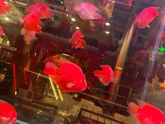 -朱光玉火锅馆(正弘城店)